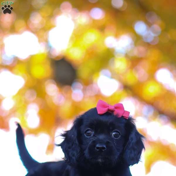 Cassandra, Cavapoo Puppy